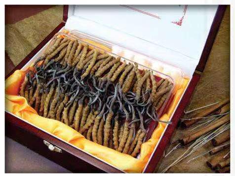 洮南冬虫夏草回收